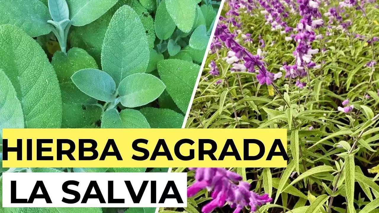 Sasparin en Valverde: Beneficios y Propiedades de esta planta medicinal
